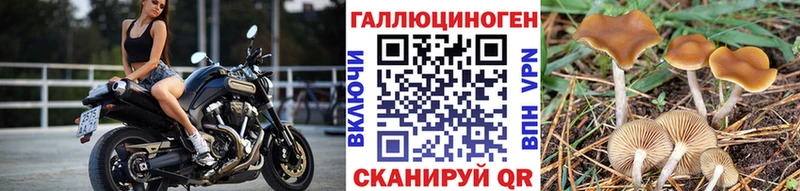 Псилоцибиновые грибы Cubensis  цены   Микунь 